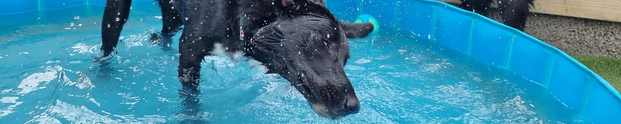 Dog playing in paddling pool in Wrexham