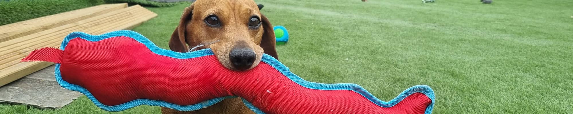 Dog carrying toy in Wrexham