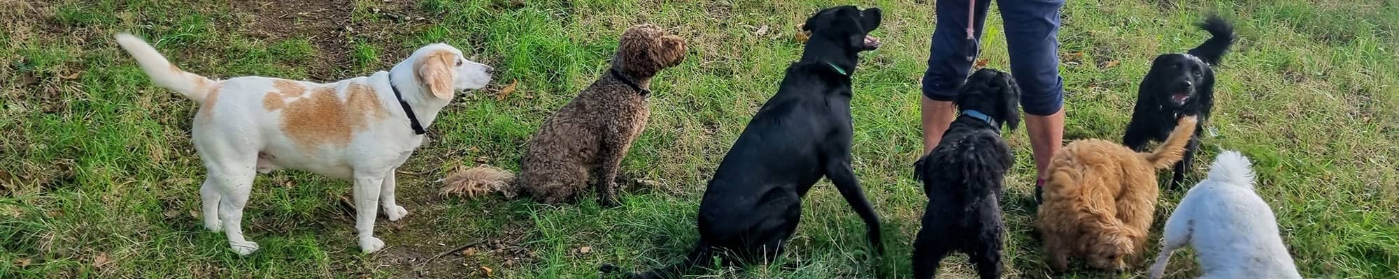 Dogs playing in day care field in Wrexham