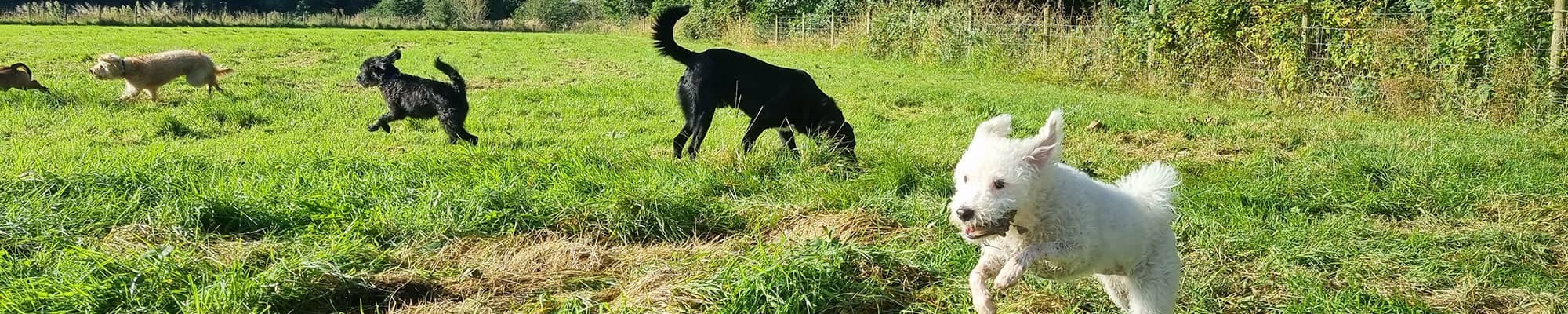 Dogs playing in large field in Wrexham