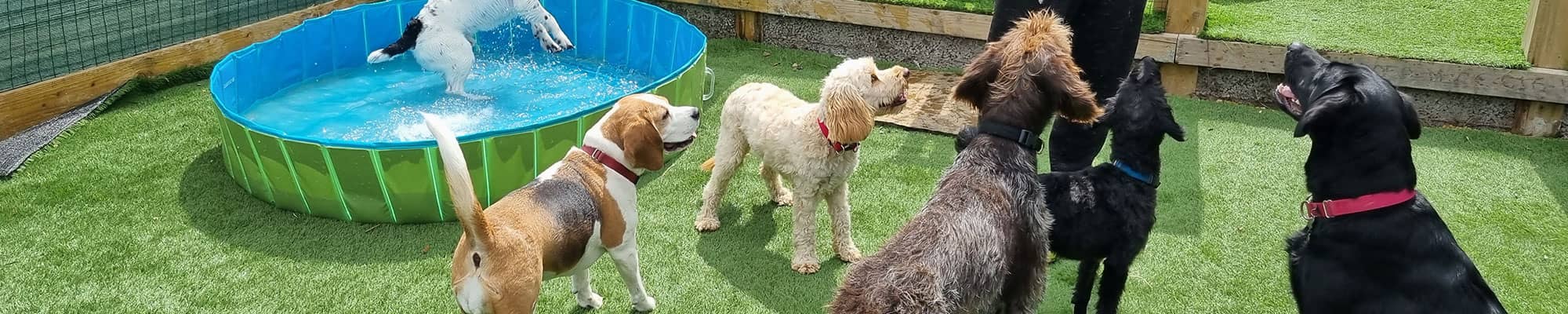 Dogs at Wrexham day care with paddling pool