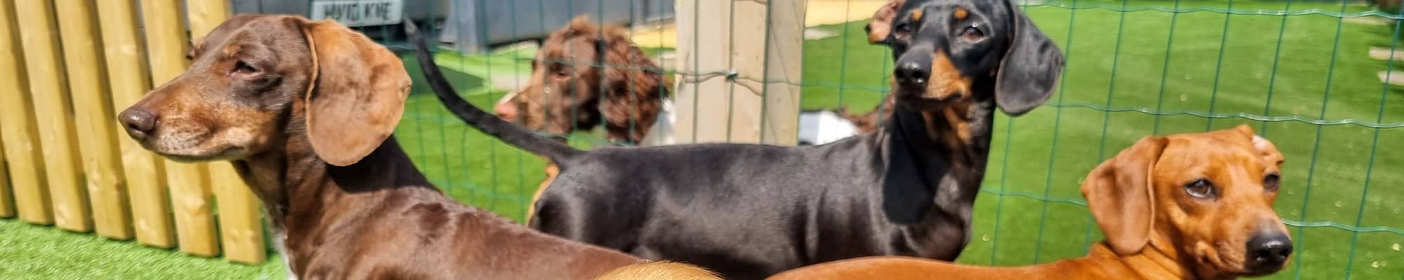 Dogs playing in outdoor day care area in Wrexham