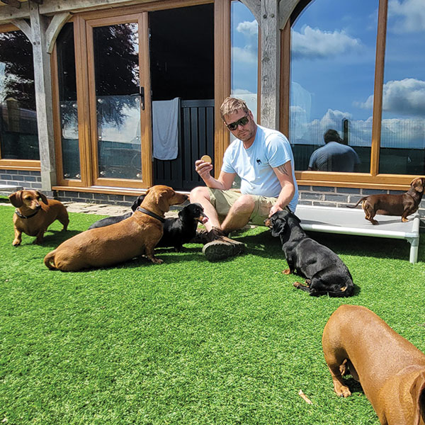 Dogs chilling on grass