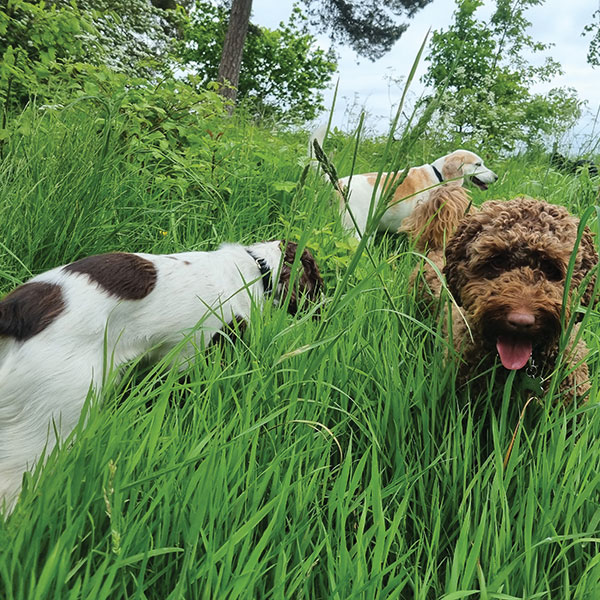 Dogs playing together in field