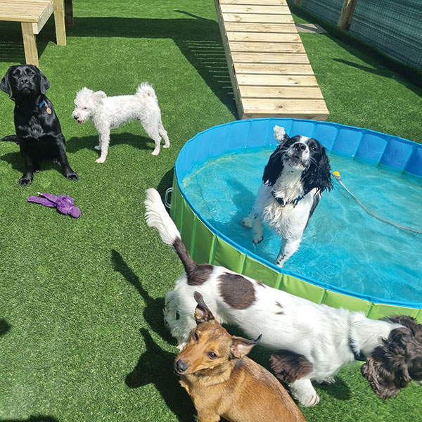 Dogs playing in paddling pool at Paw Club