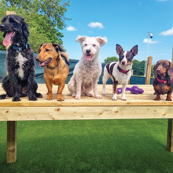 Dogs lined up together