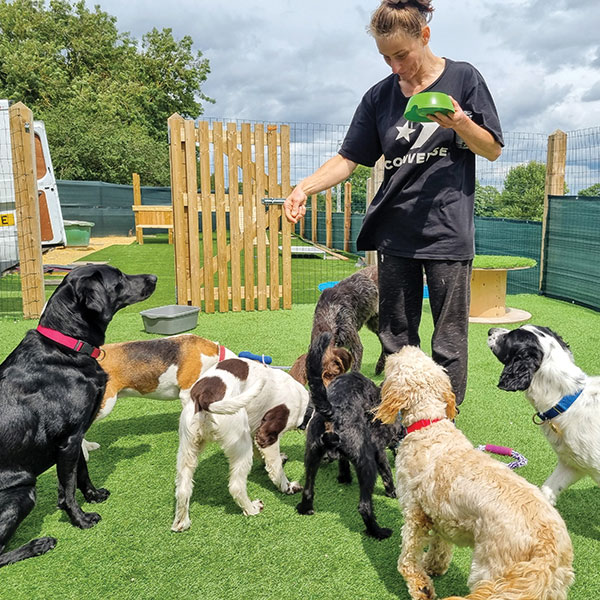 Dogs being fed at Paw Club