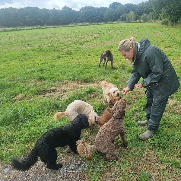 Dogs being walked in Wrexham