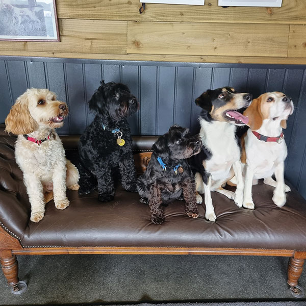 Dogs on sofa at day care in Wrexham