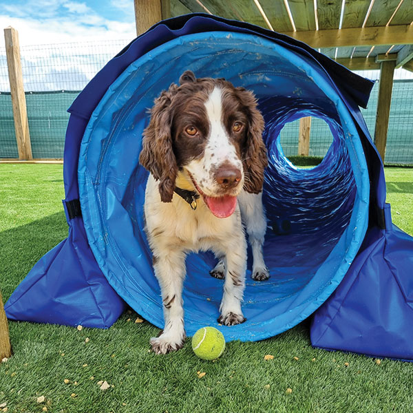 Dog playing with ball in tunnel