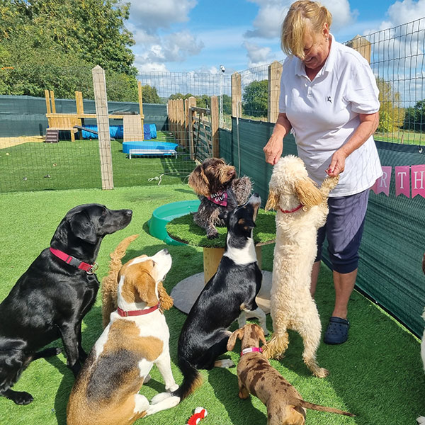 Paw Club staff giving dogs treats