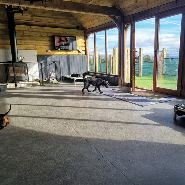 Indoor dog resting area