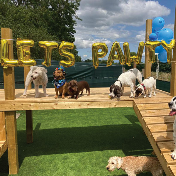 Dog play area at Paw Club