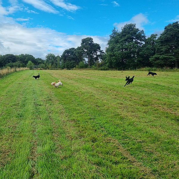 Dogs playing in large field in Wrexham