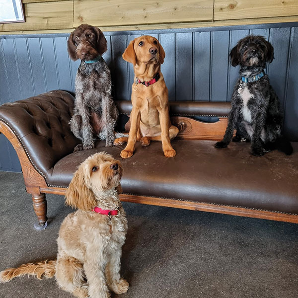 Well behaved dogs in day care